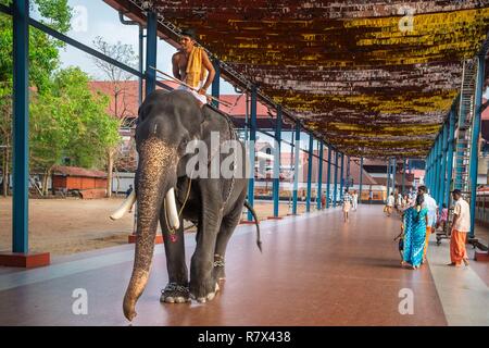 Indien, Bundesstaat Kerala, Guruvayur, Wallfahrtsort rund um Sri Krishna Tempel, ein oder mehrere Elefanten in den Tempel für Morgen und Abend Rituale kommen Stockfoto