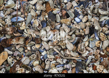 Hintergrund von Meer Steine, Steine und Muscheln am Strand. Stockfoto