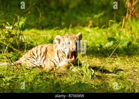Sibirische/Amur Tiger Cub (Panthera tigris Altaica) Liegend Gähnen Stockfoto