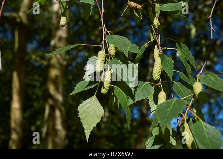 Betula pendula Zweig mit blütenstand Stockfoto