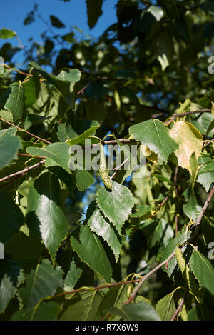 Betula pendula Zweig mit blütenstand Stockfoto