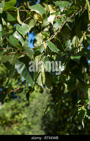 Betula pendula Zweig mit blütenstand Stockfoto