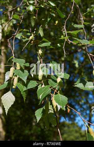 Betula pendula Zweig mit blütenstand Stockfoto