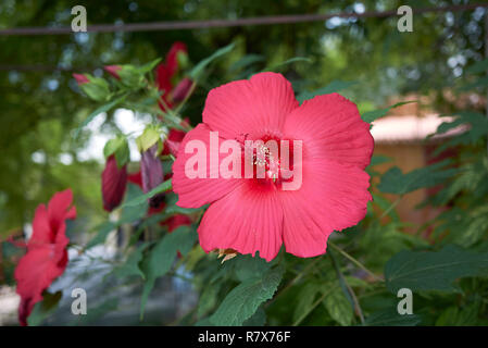 Hibiscus moscheutos rot Blütenstand Stockfoto