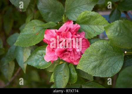 Hibiscus Rosa-Sinensis Blume Stockfoto