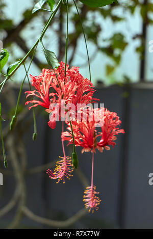 Hibiscus schizopetalus rot Blütenstand Stockfoto