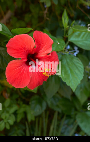 Hibiscus Rosa-Sinensis Blume Stockfoto