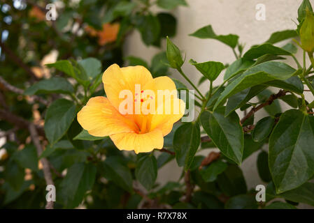 Hibiscus Rosa-Sinensis Blume Stockfoto