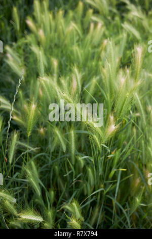 Hordeum murinum Spikes Stockfoto