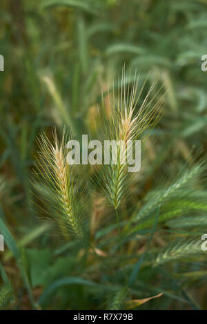 Hordeum murinum Spikes Stockfoto