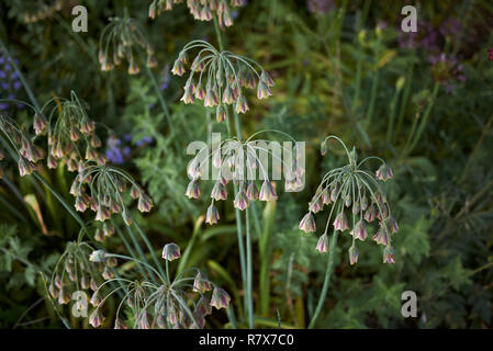 Allium siculum in voller Blüte Stockfoto