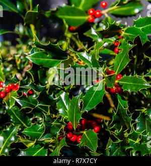 Holly Bush mit roten Beeren die stachelige grüne Pflanze und die roten Beeren sind eine beliebte Verzierung Wohnungen mit wenig Weihnachtsstimmung zu beleben, Großbritannien Stockfoto