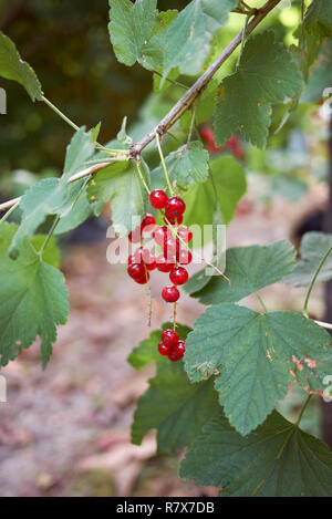 Ribes rubrum frisches Obst Stockfoto