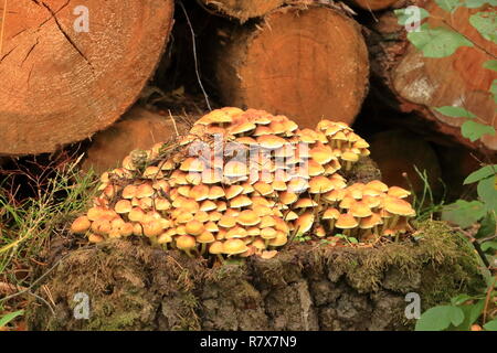 Eine Gruppe von hellen Gelb-orange Pilze auf einem Baum mit grünen Moos Stockfoto