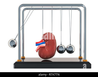 Chronische Nierenerkrankungen Konzept. Newtons Wiege mit Niere. 3D-Rendering auf weißem Hintergrund Stockfoto