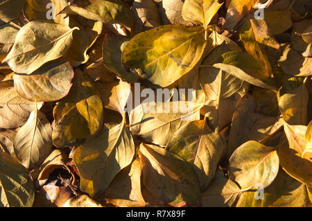 Nahaufnahme von einem Stapel von kakipflaume Blätter, die aus dem Baum durch die Ankunft von Herbst kalt gefallen sind Stockfoto