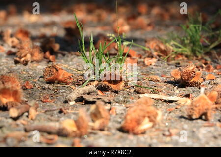 Braun beechnut Makro im Herbst den Boden Stockfoto