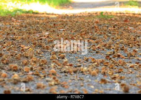 Braun beechnut Makro im Herbst den Boden Stockfoto