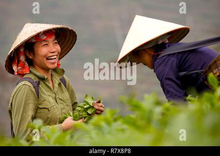 Vietnam, Lao Cai Provinz, Sapa district, Tee Plantage und Picker in den Bon lo Tal Stockfoto