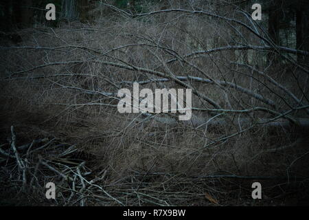 Ein gefallener Hemlock Baum in einer Plantage Stockfoto