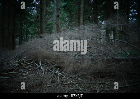 Ein gefallener Hemlock Baum in einer Plantage Stockfoto