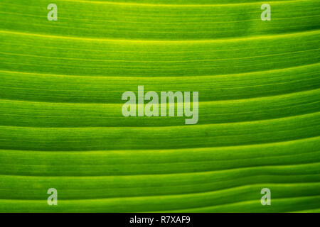 Sonnenlicht hinter shinning, Nahaufnahme, Hintergrundbeleuchtung der Green banana palm leaf natur strukturierten Hintergrund zu bilden Stockfoto