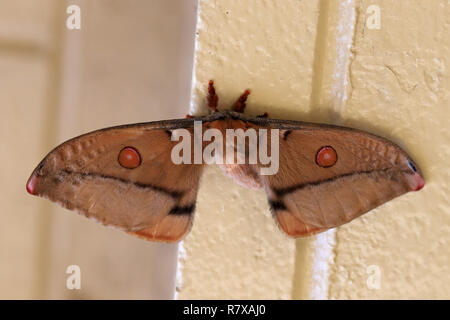 Kaiser Kaugummi Motten Stockfoto