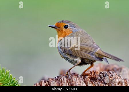 Frankreich, Doubs, Vogel, Spatz, gemeinsame Rotkehlchen (Erithacus Rubecula) Stockfoto