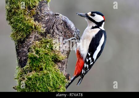 Frankreich, Doubs, Vogel, Buntspecht (Dendrocopos major) Stockfoto