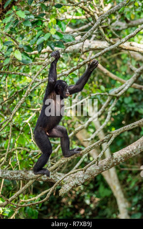 Bonobo auf dem Baum im natürlichen Lebensraum. Grünen Hintergrund. Der Bonobo (Pan paniscus), früher als pygmy Schimpanse genannt. Demokratische Re Stockfoto