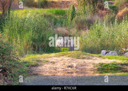 Nubian Mann bringt seine Kühe nach Hause bei Sonnenuntergang, nachdem Sie grasen in der Umgebung des Dorfes. Stockfoto