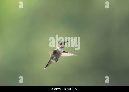Männliche Ruby – Throated Kolibri im Flug. Stockfoto