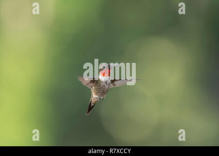 Männliche Ruby – Throated Kolibri im Flug. Stockfoto