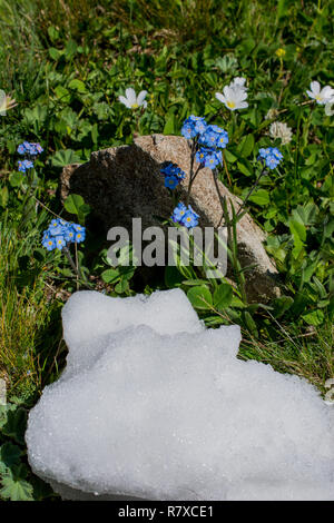 Wenig Schnee im grünen Rasen Hintergrund setzen Stockfoto