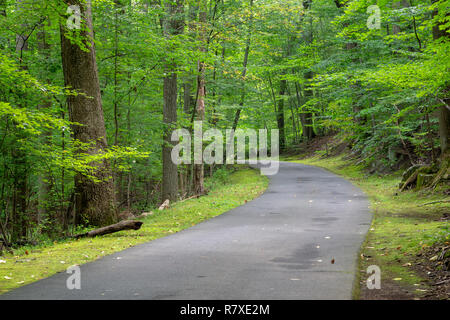 Eine leere Straße, die durch den dichten Sommer Wälder. Tallman Mountain State Park, New York Stockfoto