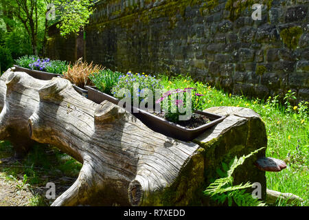 Blumenbeet in altem Baumstamm. Stockfoto