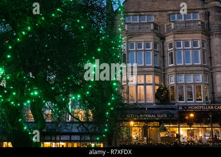 Grüne Lichter hängen an einem Baum mit Betty's Tea Rooms im Hintergrund, Harrogate, North Yorkshire, England, Großbritannien. Stockfoto