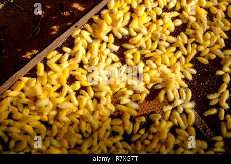 Kambodscha, Kompong Thom, Handwerk, Silk Farm, Kokons Stockfoto