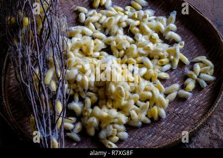 Kambodscha, Kompong Thom, Handwerk, Silk Farm, Kokons Stockfoto