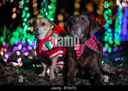 Labrador Retriever und Chihuahua gekleidet in Weihnachten Thema mit Licht im Hintergrund. In Lafarge See, Coquitlam, Vancouver, BC, Kanada. Stockfoto