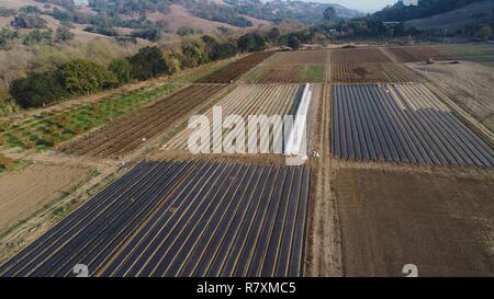 Luftbild von tidy Reihenkulturen, Gemüse, Obst, Hülsenfrüchten und Blumen, im Herbst an der vorderen Veranda Bauernhof auf 110 Morgen, Healdsburg, California, USA. Stockfoto