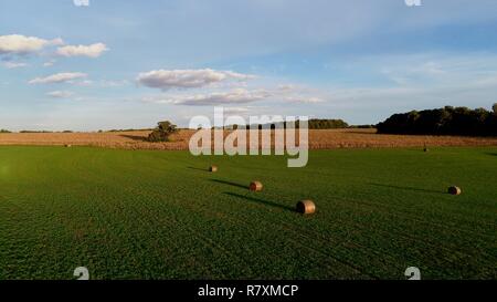 Antenne drone Foto von Luzerne Heu in Ballen & Maisfeld im frühen Herbst, auf dem Bauernhof bei Sonnenuntergang, blauer Himmel mit Wolken, Monroe, Wisconsin, USA Stockfoto