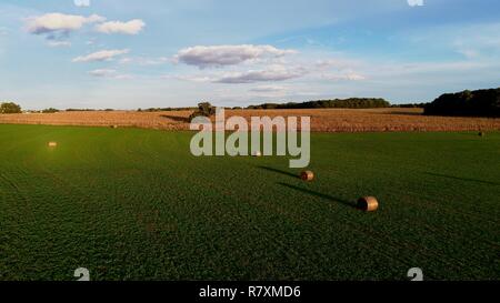 Antenne drone Foto von Luzerne Heu in Ballen & Maisfeld im frühen Herbst, auf dem Bauernhof bei Sonnenuntergang, blauer Himmel mit Wolken, Monroe, Wisconsin, USA Stockfoto