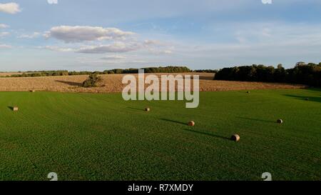 Antenne drone Foto von Luzerne Heu in Ballen & Maisfeld im frühen Herbst, auf dem Bauernhof bei Sonnenuntergang, blauer Himmel mit Wolken, Monroe, Wisconsin, USA Stockfoto