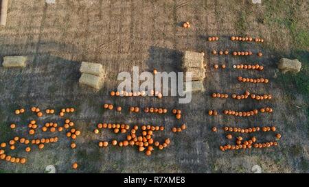 Luftbild Overhead & Oben geerntet orange Kürbisse aufgereiht nächsten Ballen bei Veranda Bauernhof auf 110 Morgen, Healdsburg, California, USA zu Stroh. Stockfoto