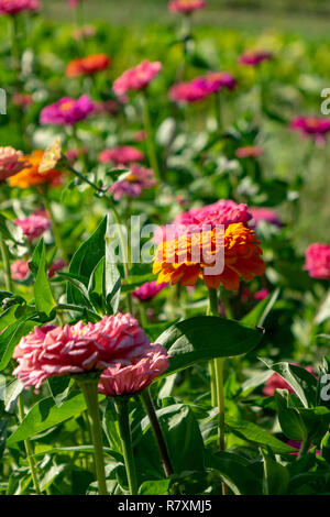 Blühende Blume Bett mit Blumen von zinia in einem ländlichen Garten. Natürliche Sommer Hintergrund Stockfoto