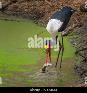 Südafrika Wildlife: Sattel - Storch in Rechnung gestellt (Ephippiorhynchus senegalensis) fängt einen Fisch und nehmen es aus dem Wasser mit ihren Gesetzentwurf Stockfoto