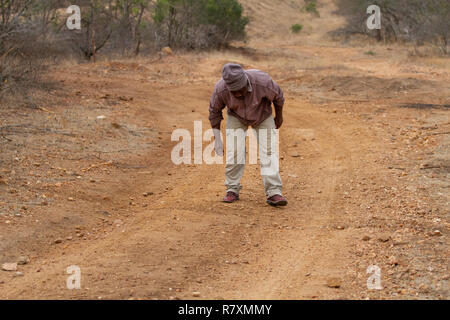 Südafrika Wildlife: Tracker nach dem Ziehen Marken durch ein Leopard ziehen seiner Töten über die Straße nach links Stockfoto
