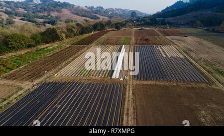 Luftbild von tidy Reihenkulturen, Gemüse, Obst, Hülsenfrüchten und Blumen, im Herbst an der vorderen Veranda Bauernhof auf 110 Morgen, Healdsburg, California, USA. Stockfoto