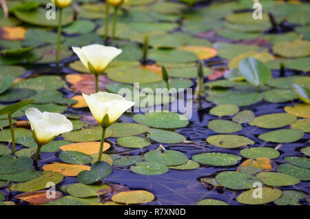 Gelbe Blumen der aquatischen Wasser poppy Hydrocleys nymphoides, Familie Alismataceae, in der Hacking Fluss wachsenden, Royal National Park, Sydney. Stockfoto